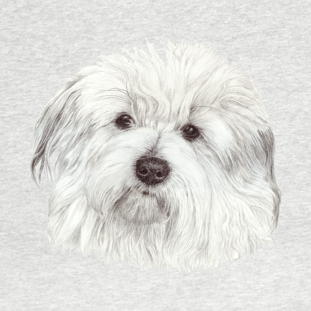 Coton de tulear by doggyshop